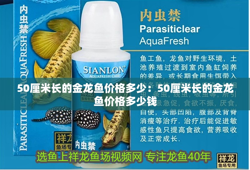 50厘米長的金龍魚價格多少：50厘米長的金龍魚價格多少錢
