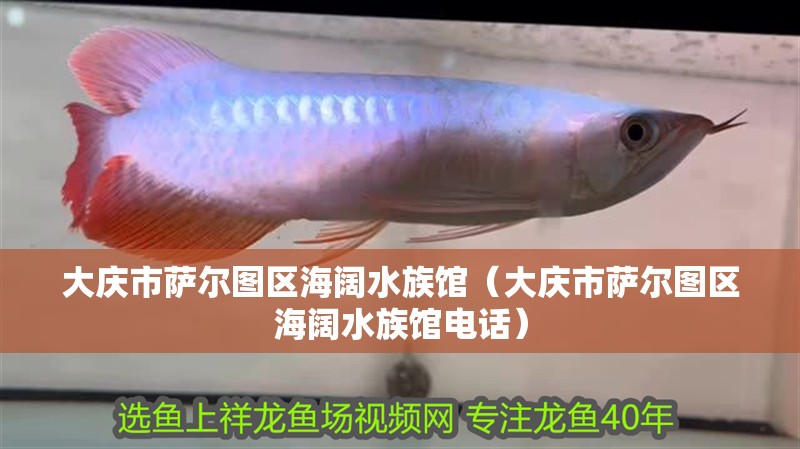 銀龍魚苗批發價格表及圖片(5公分銀龍魚苗批發價)