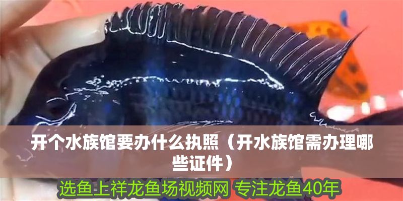 開個水族館要辦什么執照（開水族館需辦理哪些證件） 開個水族館要辦什么執照（開水族館需辦理哪些證件） 水族館百科（水族館加盟） 第1張