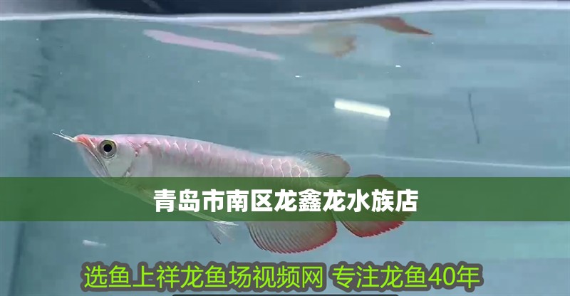 青島市南區龍鑫龍水族店