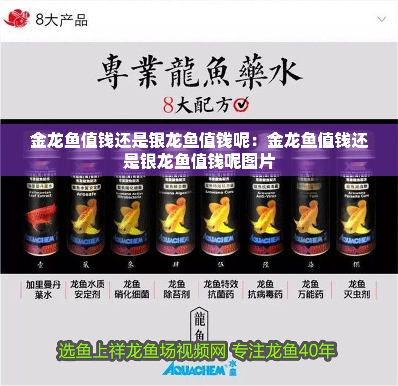 金龍魚(yú)值錢(qián)還是銀龍魚(yú)值錢(qián)呢：金龍魚(yú)值錢(qián)還是銀龍魚(yú)值錢(qián)呢圖片