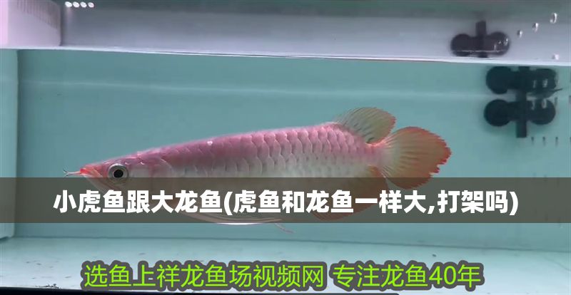 小虎魚跟大龍魚(虎魚和龍魚一樣大,打架嗎)