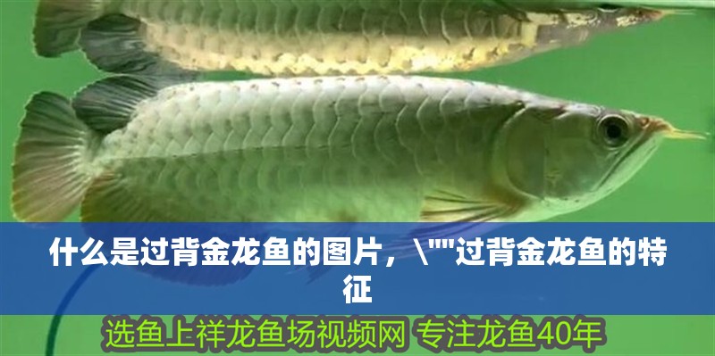 什么是過背金龍魚的圖片， 什么是過背金龍魚的圖片，\
