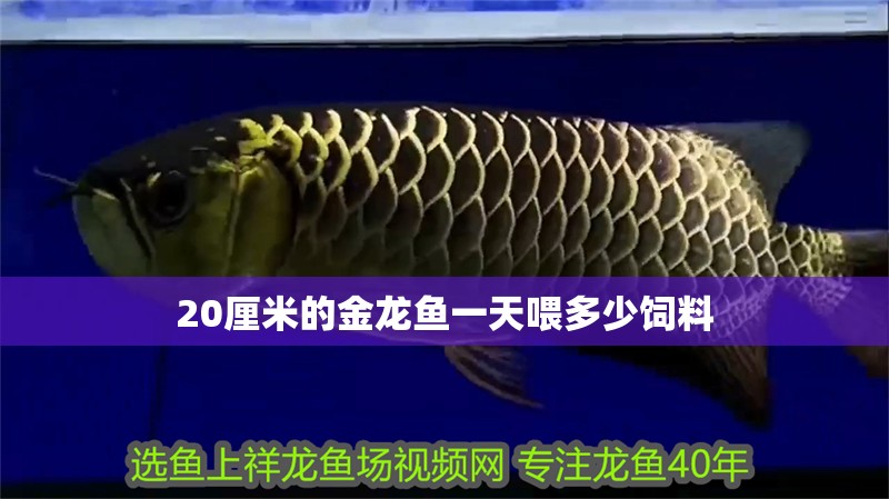 20厘米的金龍魚一天喂多少飼料