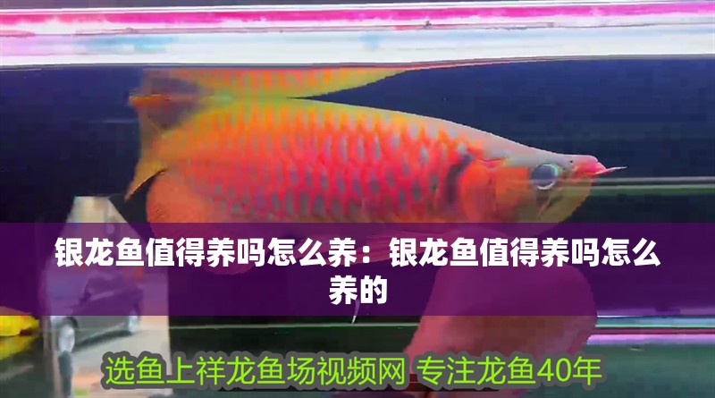 銀龍魚值得養(yǎng)嗎怎么養(yǎng)：銀龍魚值得養(yǎng)嗎怎么養(yǎng)的