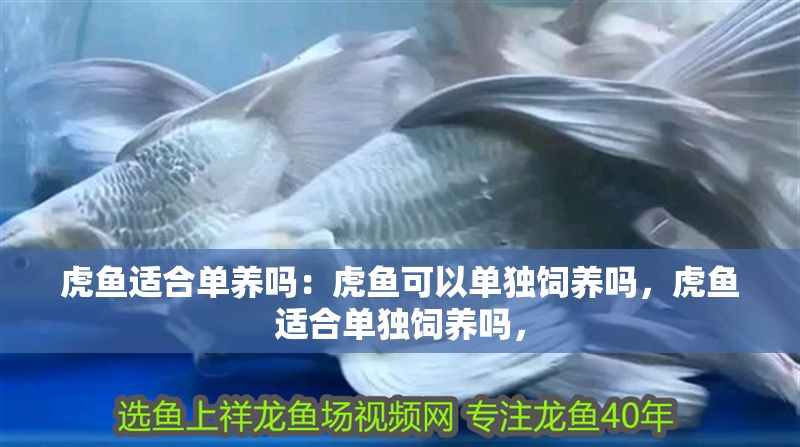 虎魚適合單養嗎：虎魚可以單獨飼養嗎，虎魚適合單獨飼養嗎，