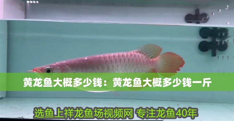 黃龍魚(yú)大概多少錢(qián)：黃龍魚(yú)大概多少錢(qián)一斤
