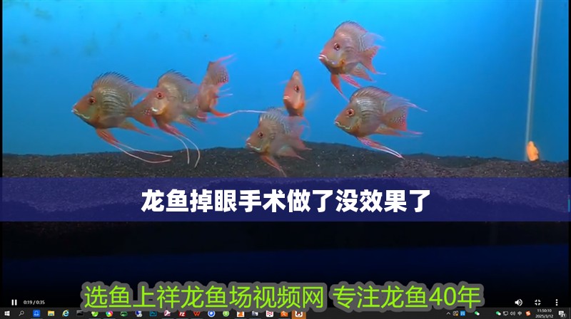 龍魚掉眼手術做了沒效果了 龍魚掉眼手術做了沒效果了 龍魚百科 第2張