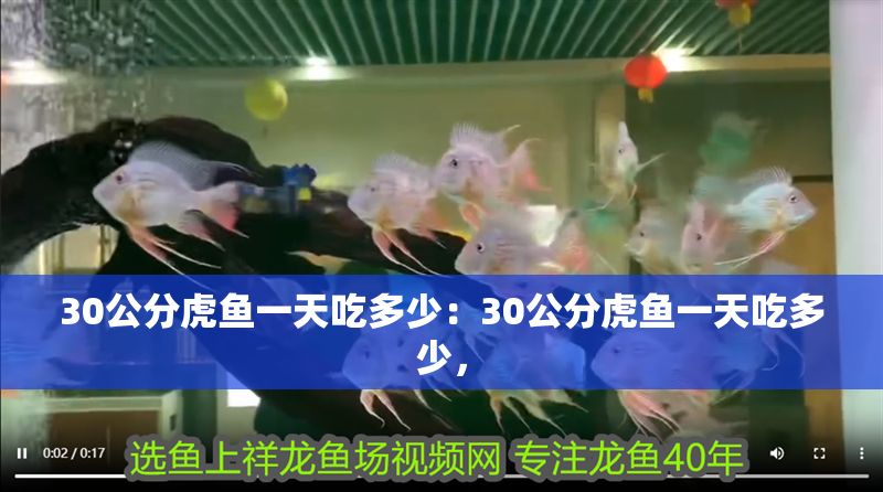30公分虎魚一天吃多少：30公分虎魚一天吃多少， 30公分虎魚一天吃多少：30公分虎魚一天吃多少， 虎魚百科 第2張