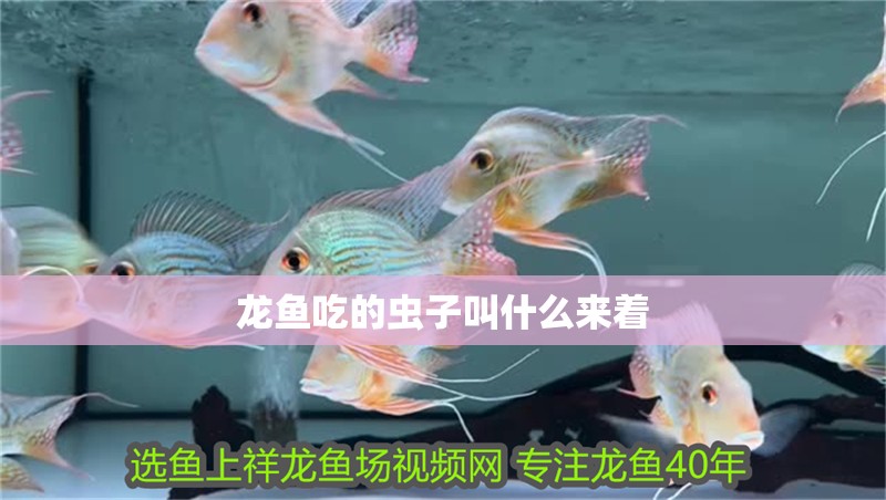 龍魚吃的蟲子叫什么來著 龍魚吃的蟲子叫什么來著 龍魚百科 第2張