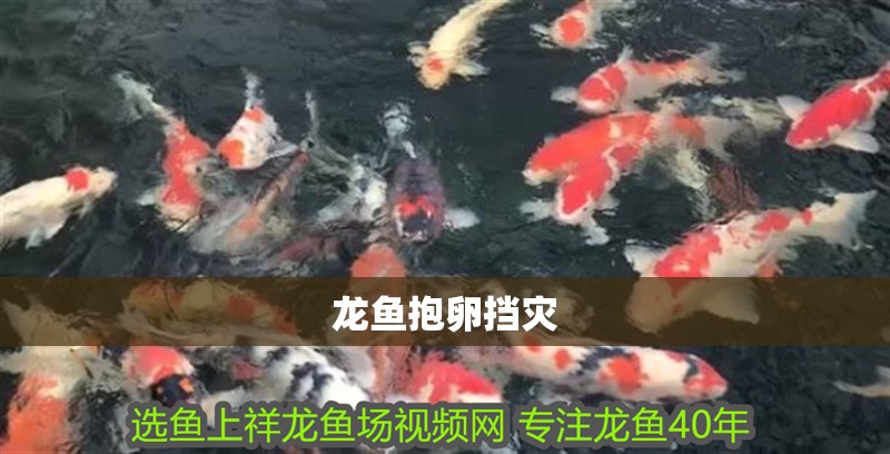 龍魚抱卵擋災