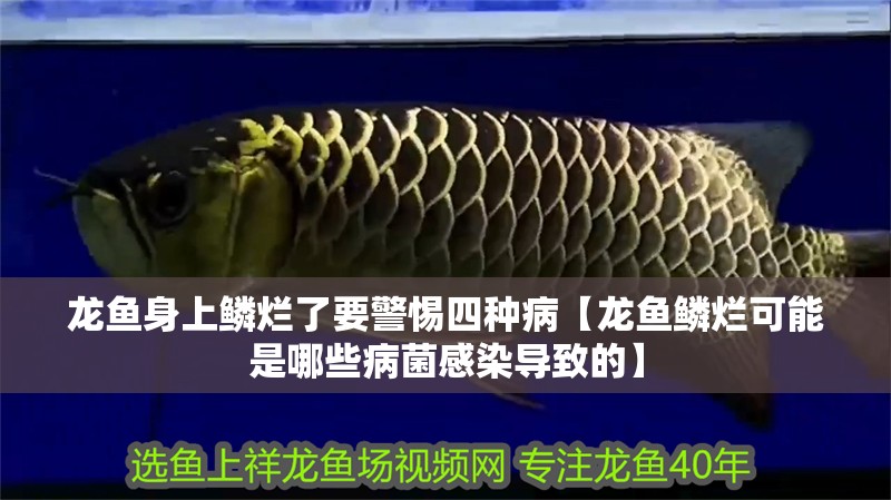 魚缸過濾器選購指南:自制魚缸過濾器魚缸上置過濾器對于養魚愛好者的必備知識 龍魚身上鱗爛了要警惕四種病【龍魚鱗爛可能是哪些病菌感染導致的】 水族問答 龍魚身上鱗爛了要警惕四種病【龍魚鱗爛可能是哪些病菌感染導致的】 龍魚身上鱗爛了要警惕四種病【龍魚鱗爛可能是哪些病菌感染導致的】 水族問答