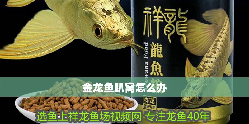 金龍魚趴窩怎么辦