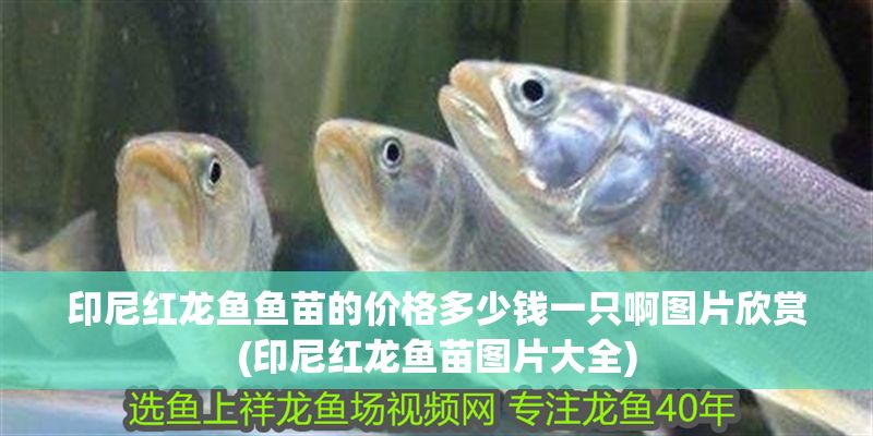 印尼紅龍魚魚苗的價格多少錢一只啊圖片欣賞(印尼紅龍魚苗圖片大全)