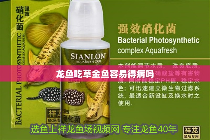 龍魚吃草金魚容易得病嗎