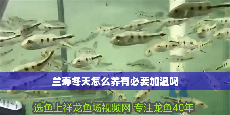 蘭壽冬天怎么養有必要加溫嗎