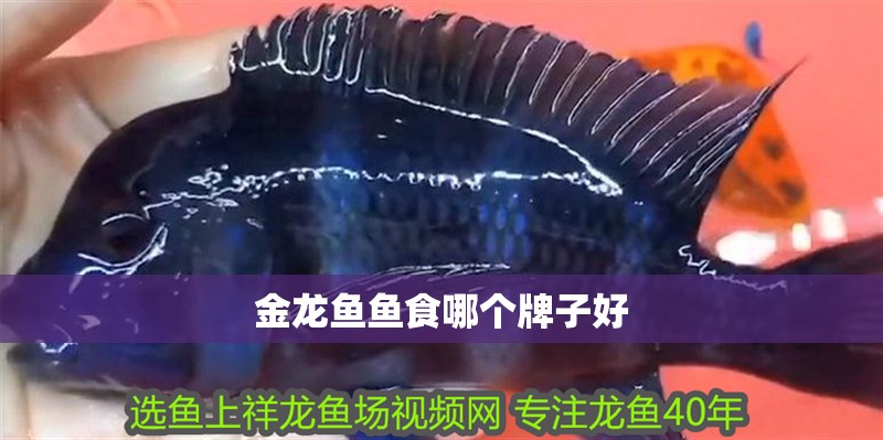 金龍魚魚食哪個牌子好