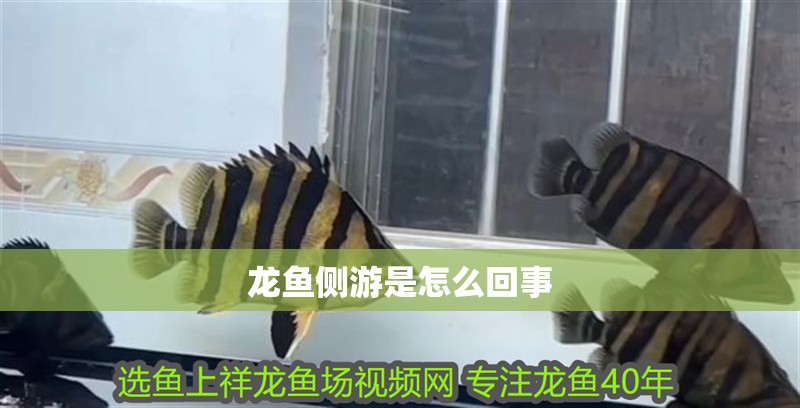 龍魚側游是怎么回事