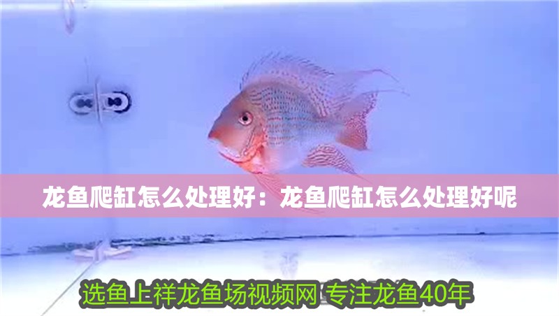 龍魚爬缸怎么處理好：龍魚爬缸怎么處理好呢 龍魚爬缸怎么處理好：龍魚爬缸怎么處理好呢 水族問答