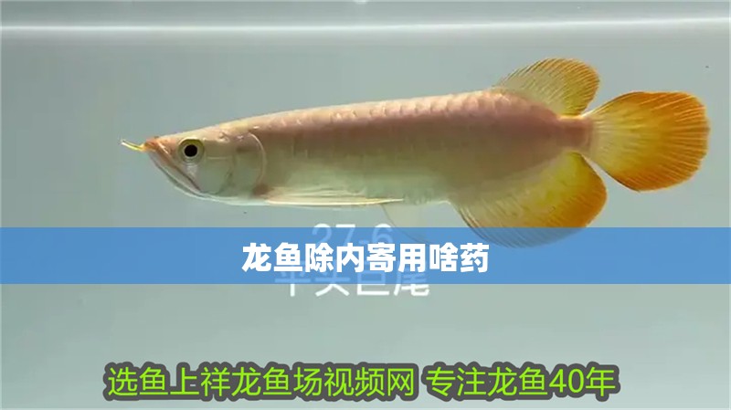 龍魚除內寄用啥藥