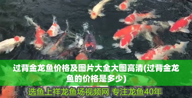 過(guò)背金龍魚價(jià)格及圖片大全大圖高清(過(guò)背金龍魚的價(jià)格是多少)