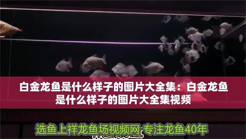 白金龍魚是什么樣子的圖片大全集：白金龍魚是什么樣子的圖片大全集視頻 白金龍魚是什么樣子的圖片大全集：白金龍魚是什么樣子的圖片大全集視頻 水族問答