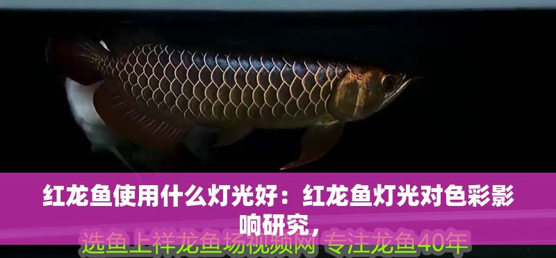 紅龍魚使用什么燈光好：紅龍魚燈光對色彩影響研究， 紅龍魚使用什么燈光好：紅龍魚燈光對色彩影響研究， 紅龍魚百科 第1張