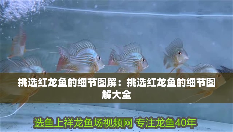 挑選紅龍魚的細節圖解：挑選紅龍魚的細節圖解大全 挑選紅龍魚的細節圖解：挑選紅龍魚的細節圖解大全 水族問答