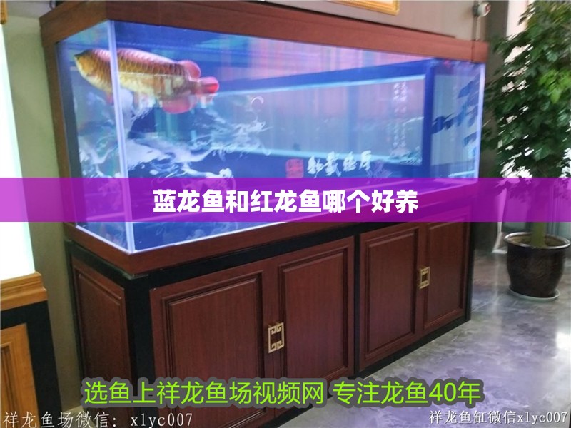 藍龍魚和紅龍魚哪個好養