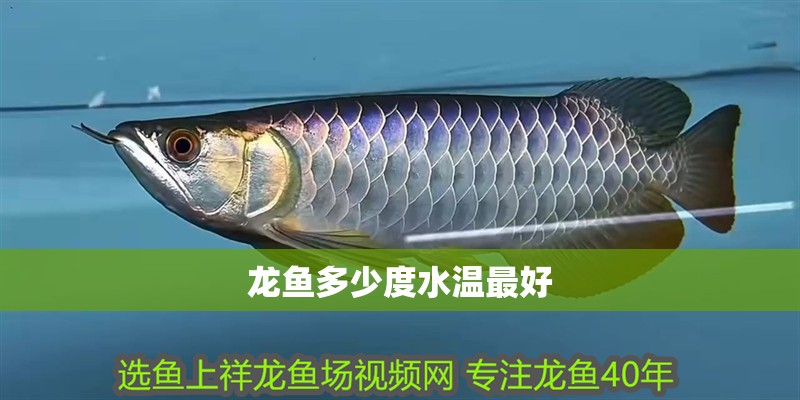 龍魚多少度水溫最好