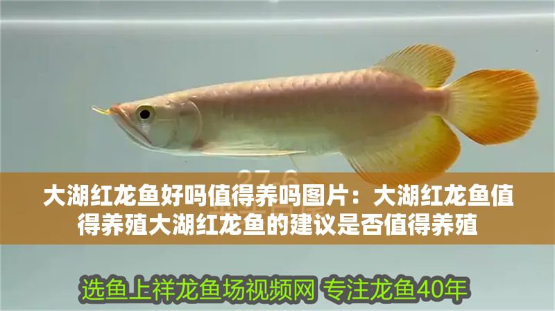 大湖紅龍魚好嗎值得養嗎圖片：大湖紅龍魚值得養殖大湖紅龍魚的建議是否值得養殖