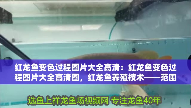 紅龍魚變色過程圖片大全高清：紅龍魚變色過程圖片大全高清圖，紅龍魚養(yǎng)殖技術(shù)——范圍魚
