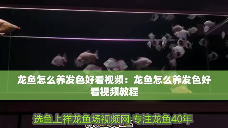 龍魚怎么養發色好看視頻：龍魚怎么養發色好看視頻教程