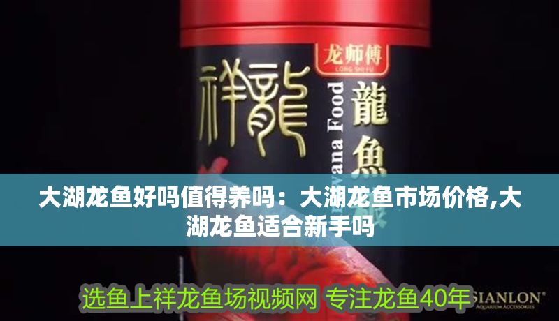 大湖龍魚好嗎值得養嗎：大湖龍魚市場價格,大湖龍魚適合新手嗎