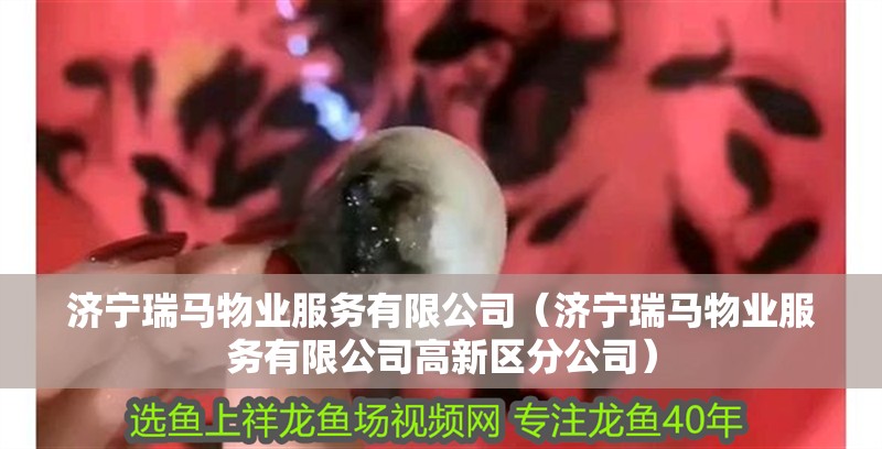 銀龍魚和菠蘿魚混養可以嗎(銀龍魚和熱帶魚可以混養嗎)