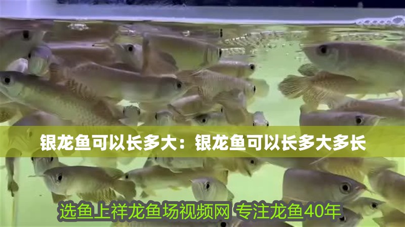 銀龍魚可以長多大：銀龍魚可以長多大多長