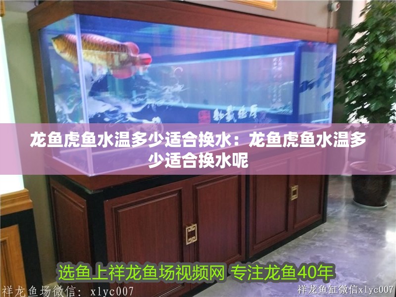 龍魚虎魚水溫多少適合換水：龍魚虎魚水溫多少適合換水呢