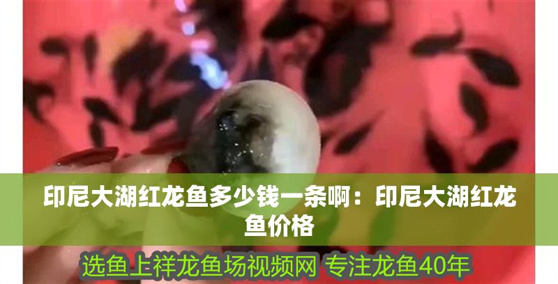 詳細(xì)閱讀:印尼大湖紅龍魚多少錢一條啊:印尼大湖紅龍魚價(jià)格 印尼大湖紅龍魚多少錢一條啊:印尼大湖紅龍魚價(jià)格