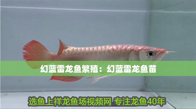 幻藍雷龍魚繁殖：幻藍雷龍魚苗 幻藍雷龍魚繁殖：幻藍雷龍魚苗 水族問答
