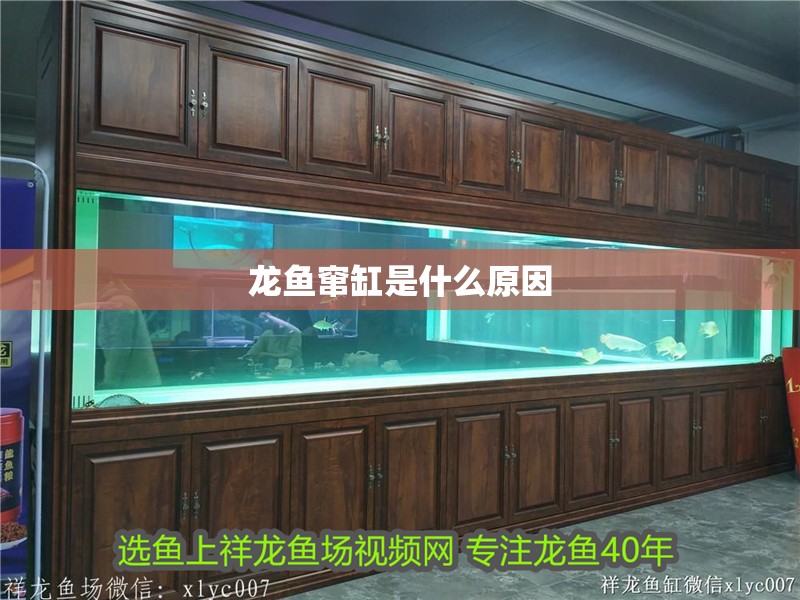 龍魚竄缸是什么原因