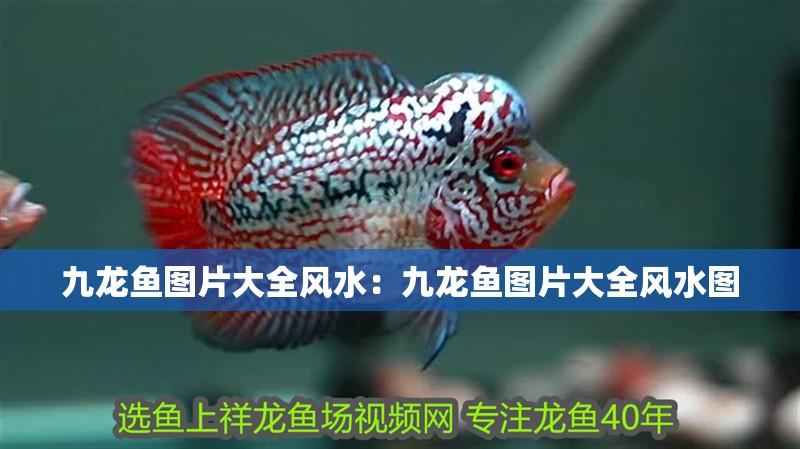 九龍魚圖片大全風(fēng)水：九龍魚圖片大全風(fēng)水圖