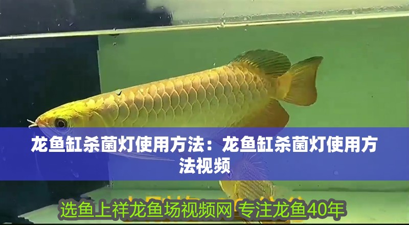 龍魚缸殺菌燈使用方法：龍魚缸殺菌燈使用方法視頻