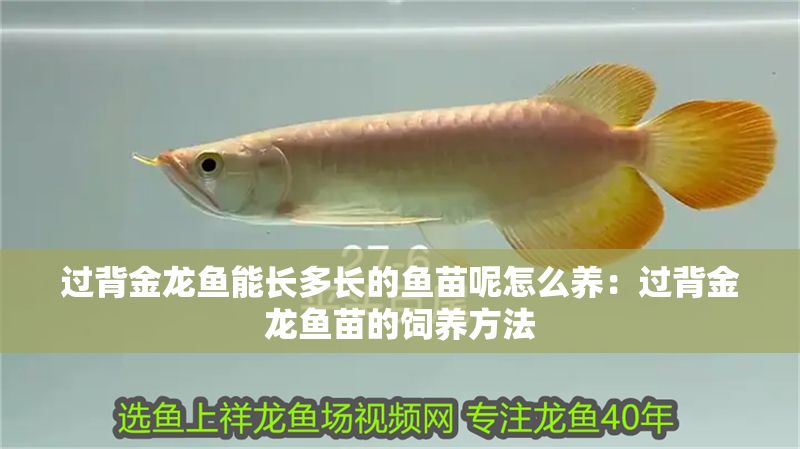 過背金龍魚能長多長的魚苗呢怎么養(yǎng)：過背金龍魚苗的飼養(yǎng)方法