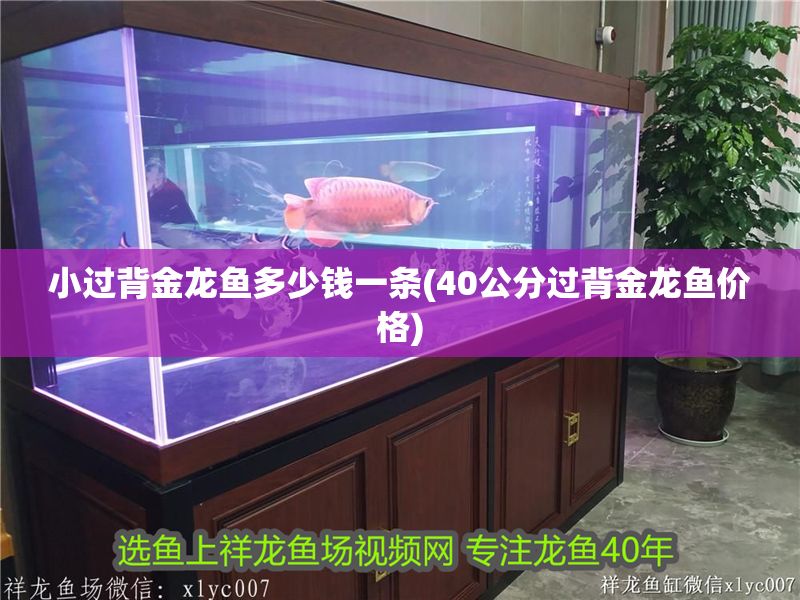 小過背金龍魚多少錢一條(40公分過背金龍魚價格)