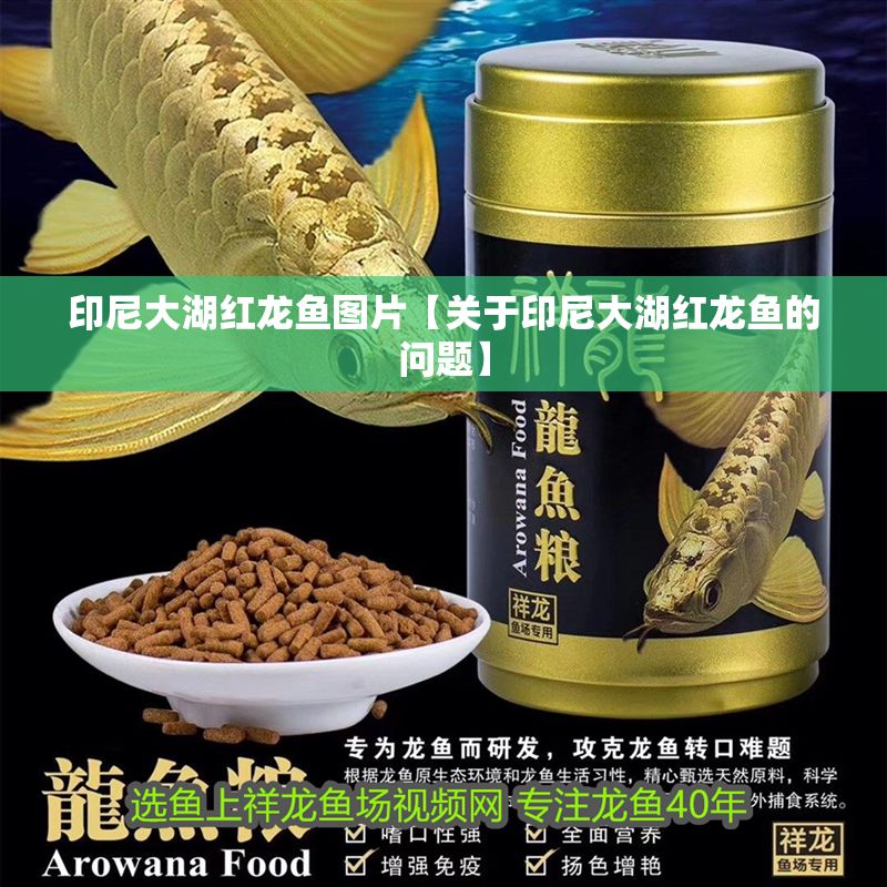 印尼大湖紅龍魚圖片【關于印尼大湖紅龍魚的問題】