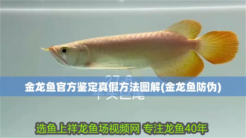金龍魚官方鑒定真假方法圖解(金龍魚防偽)