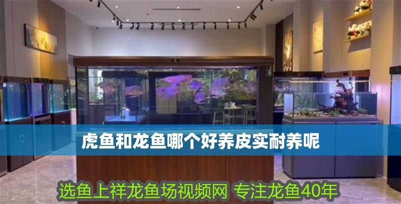 虎魚和龍魚哪個好養皮實耐養呢