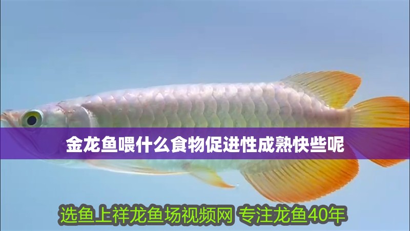 金龍魚喂什么食物促進性成熟快些呢