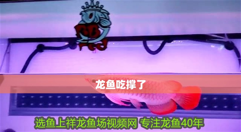 龍魚吃撐了