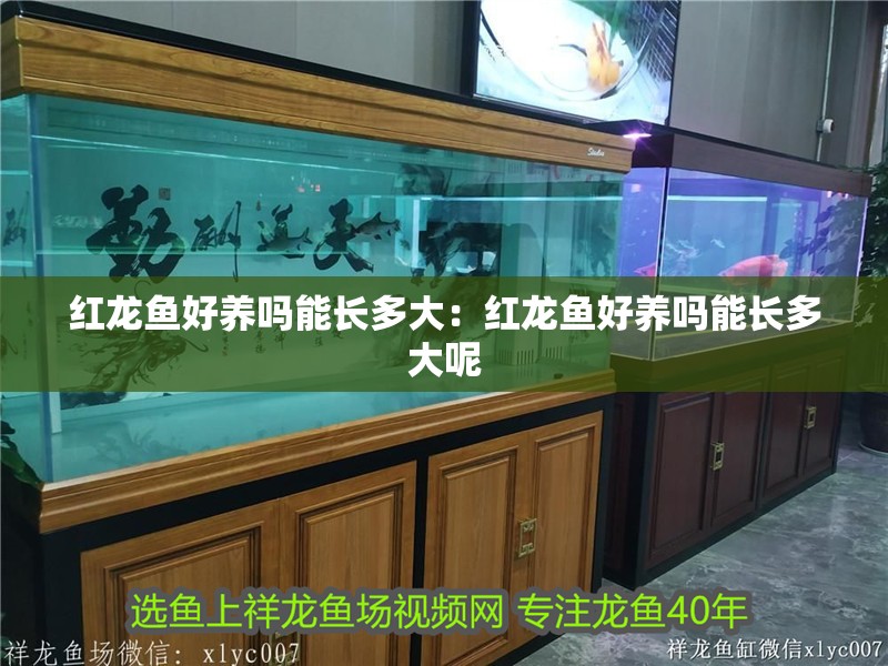 紅龍魚好養(yǎng)嗎能長多大：紅龍魚好養(yǎng)嗎能長多大呢 紅龍魚好養(yǎng)嗎能長多大：紅龍魚好養(yǎng)嗎能長多大呢 水族問答